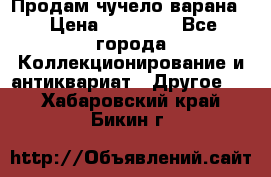 Продам чучело варана. › Цена ­ 15 000 - Все города Коллекционирование и антиквариат » Другое   . Хабаровский край,Бикин г.